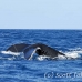 whale_humpback_h_00087_dom2122.jpg
